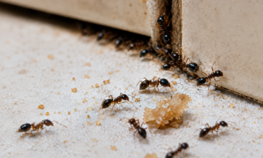 Control de Insectos
