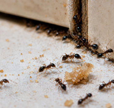 Control de Insectos