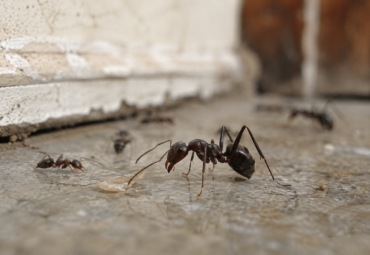 Lo que necesita saber sobre las hormigas en su casa