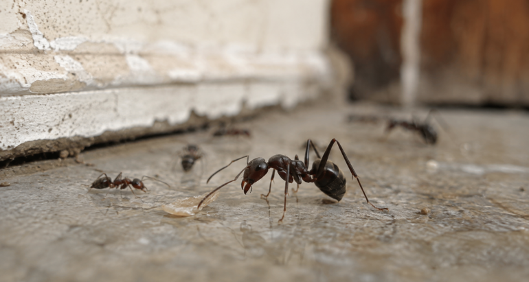 Lo que necesita saber sobre las hormigas en su casa