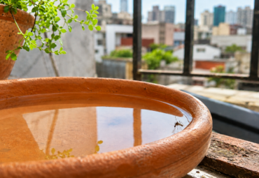 Mosquitos: prevenir antes de la temporada y entender por qué Aedes aegypti merece especial atención