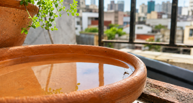Mosquitos: prevenir antes de la temporada y entender por qué Aedes aegypti merece especial atención