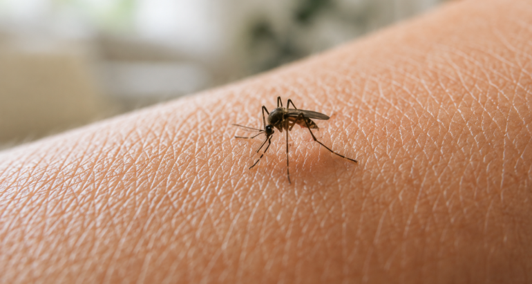 Control de Mosquitos